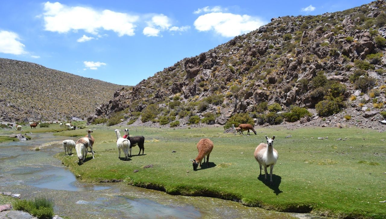 Las llamas pastan en un campo verde junto a un arroyo, con una montaña rocosa al fondo bajo un cielo azul.