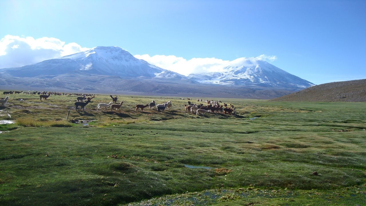 Las llamas pastan en un prado verde con montañas cubiertas de nieve bajo un cielo azul brillante.