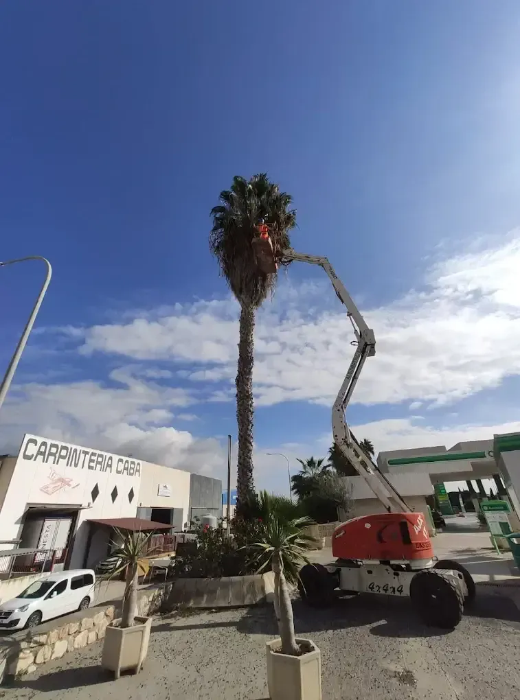 Palmera siendo podada por una persona en un elevador aéreo, al lado de un edificio bajo un cielo azul.