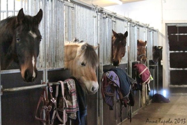 itahameenhevospalvelut