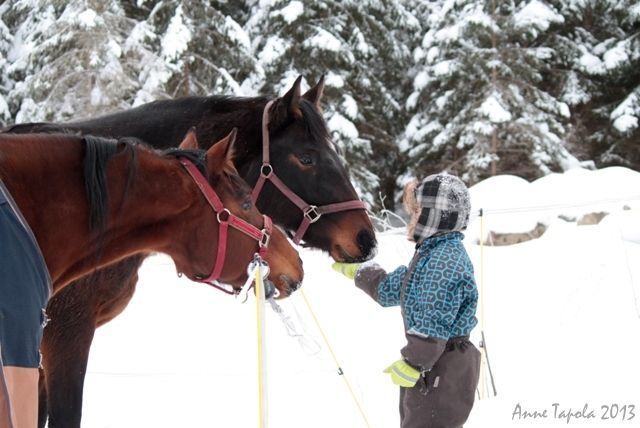 itahameenhevospalvelut