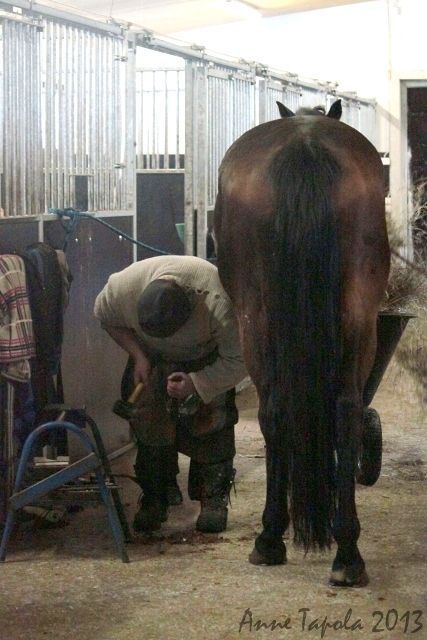 itahameenhevospalvelut