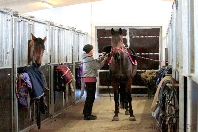 itahameenhevospalvelut