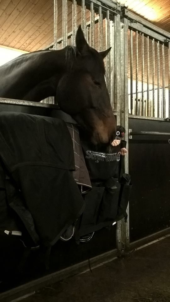 itahameenhevospalvelut