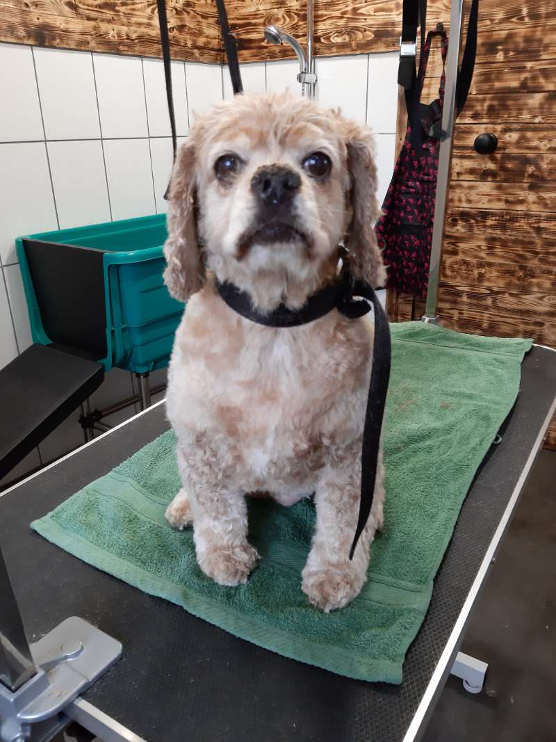 Trimtafel Heist-op-den-Berg