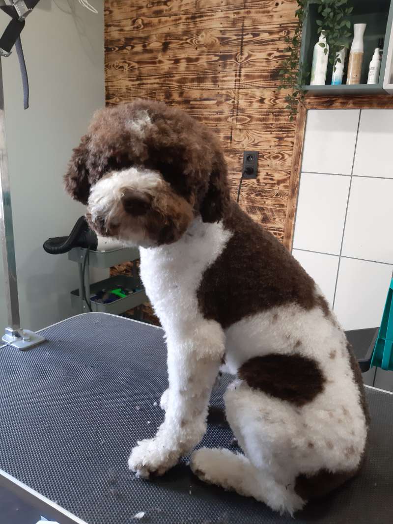 Trimsalon Heist-op-den-Berg