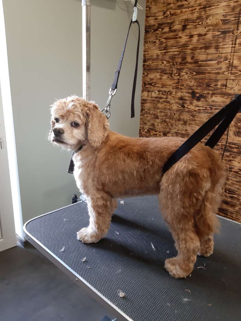 Trimsalon voor honden