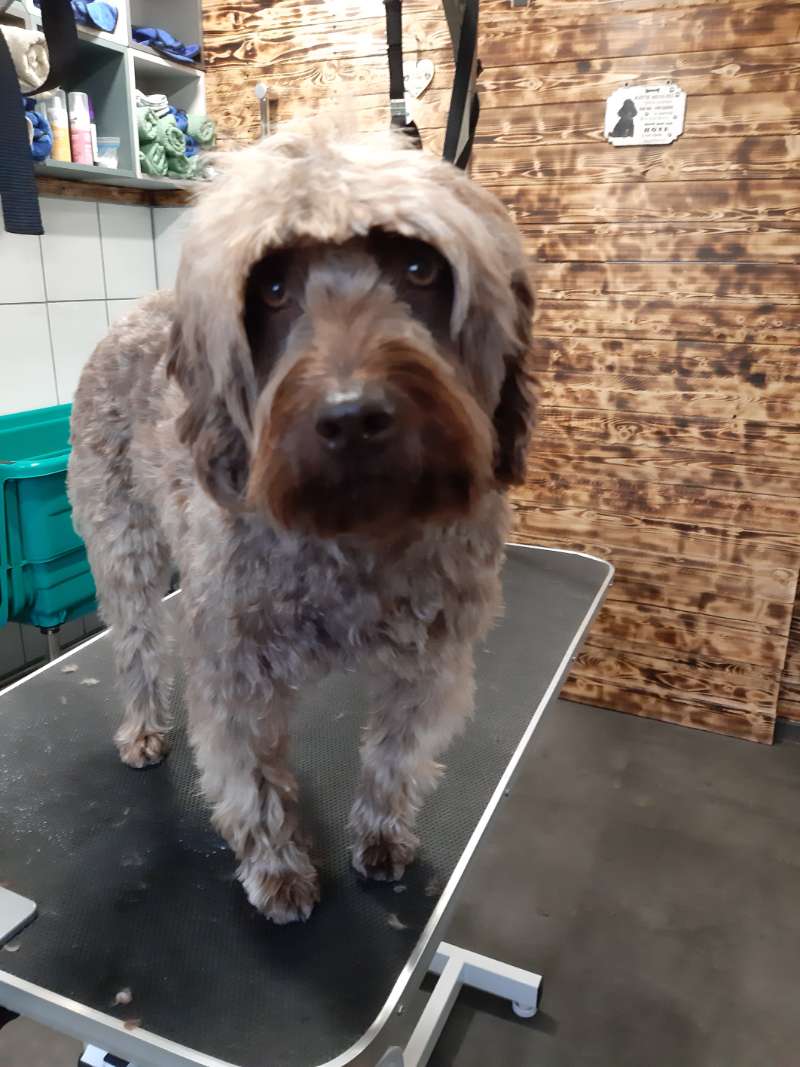 Hond in trimsalon