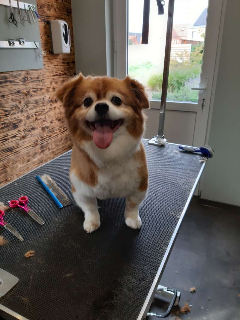 Hondje op trimtafel
