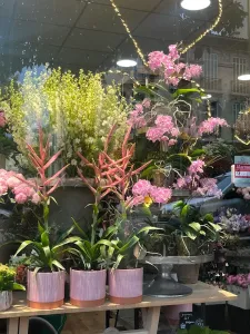 Fleurs et plantes en pot colorées assorties présentées sur des étagères.