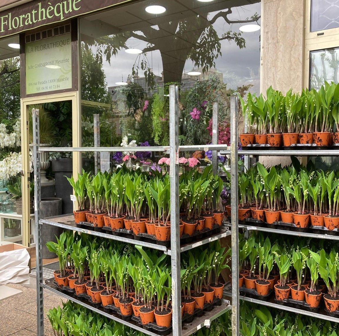 Plantes vertes en pot exposées sur des étagères métalliques devant la vitrine d'un fleuriste.