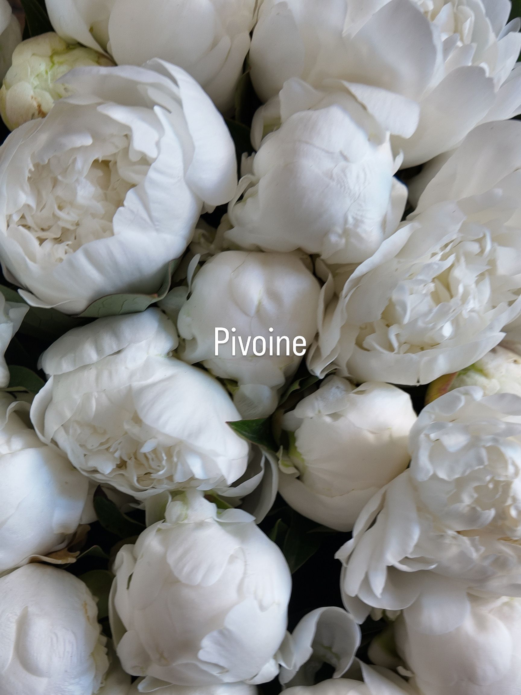 Des pivoines blanches en bouquet, avec le mot Pivoine inscrit au centre.