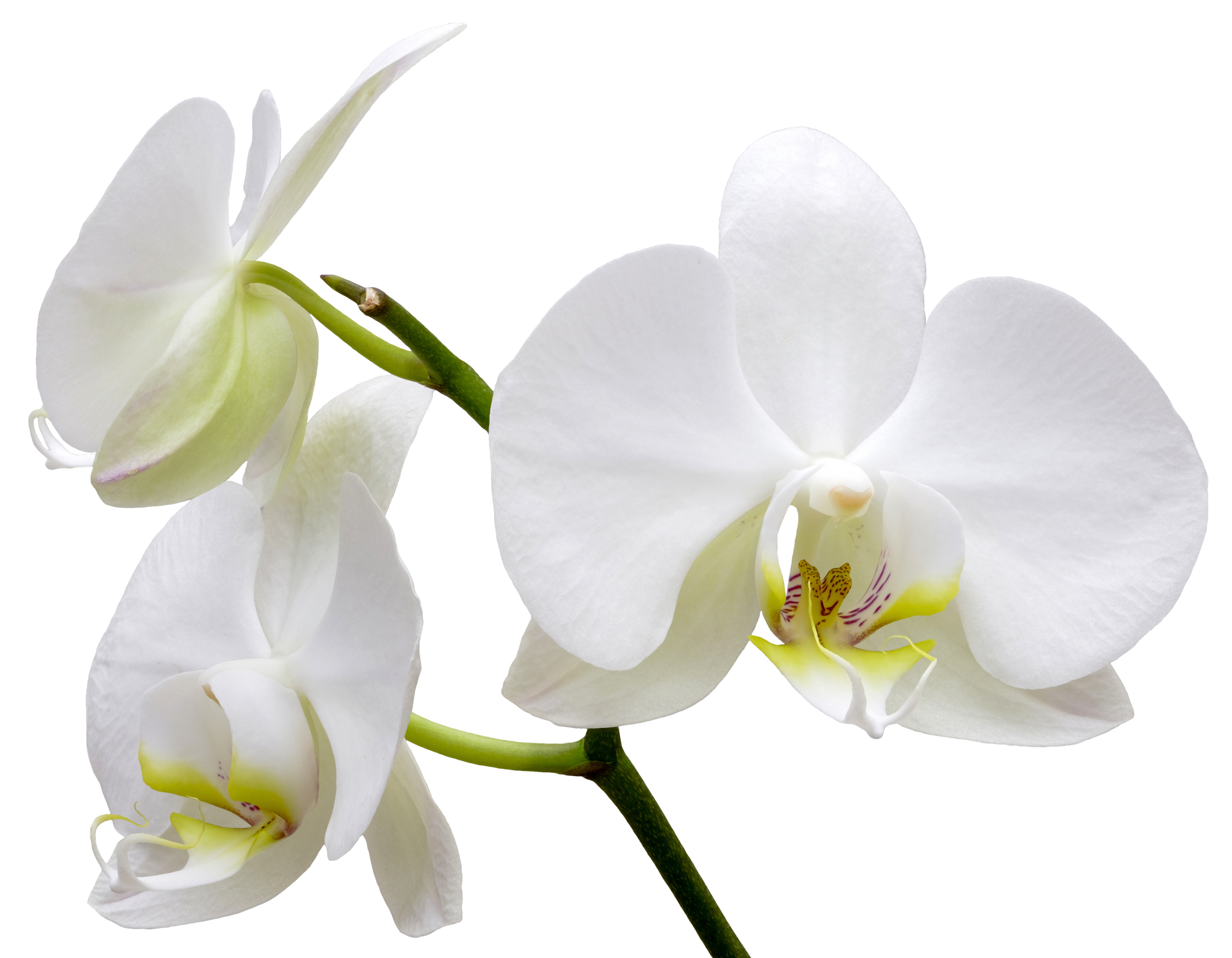 Fleurs d'orchidées blanches à tiges vertes sur fond blanc.