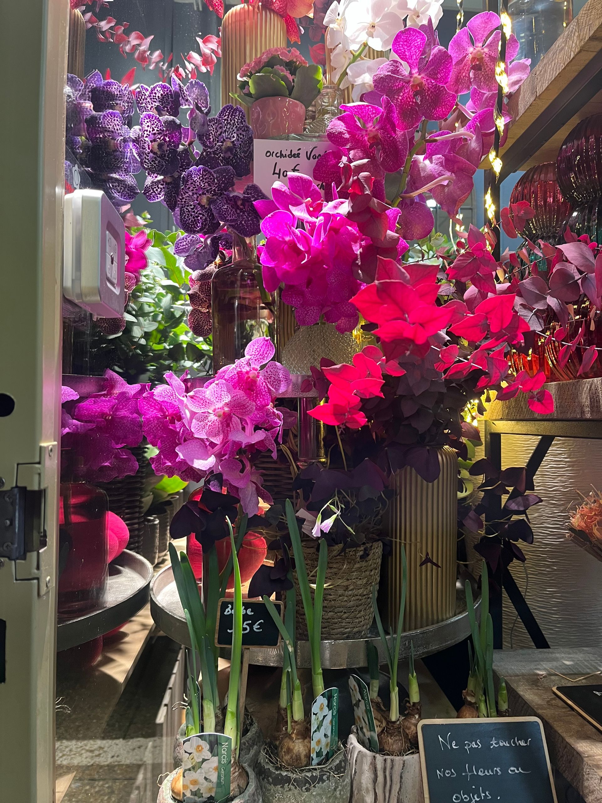 Des plantes fleuries rose vif et violettes disposées dans une vitrine avec des vases en verre.