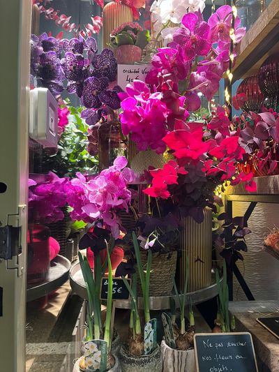 Des bougainvillées rose vif et violettes sont exposées dans la vitrine d'un magasin, parmi des plantes en pot.