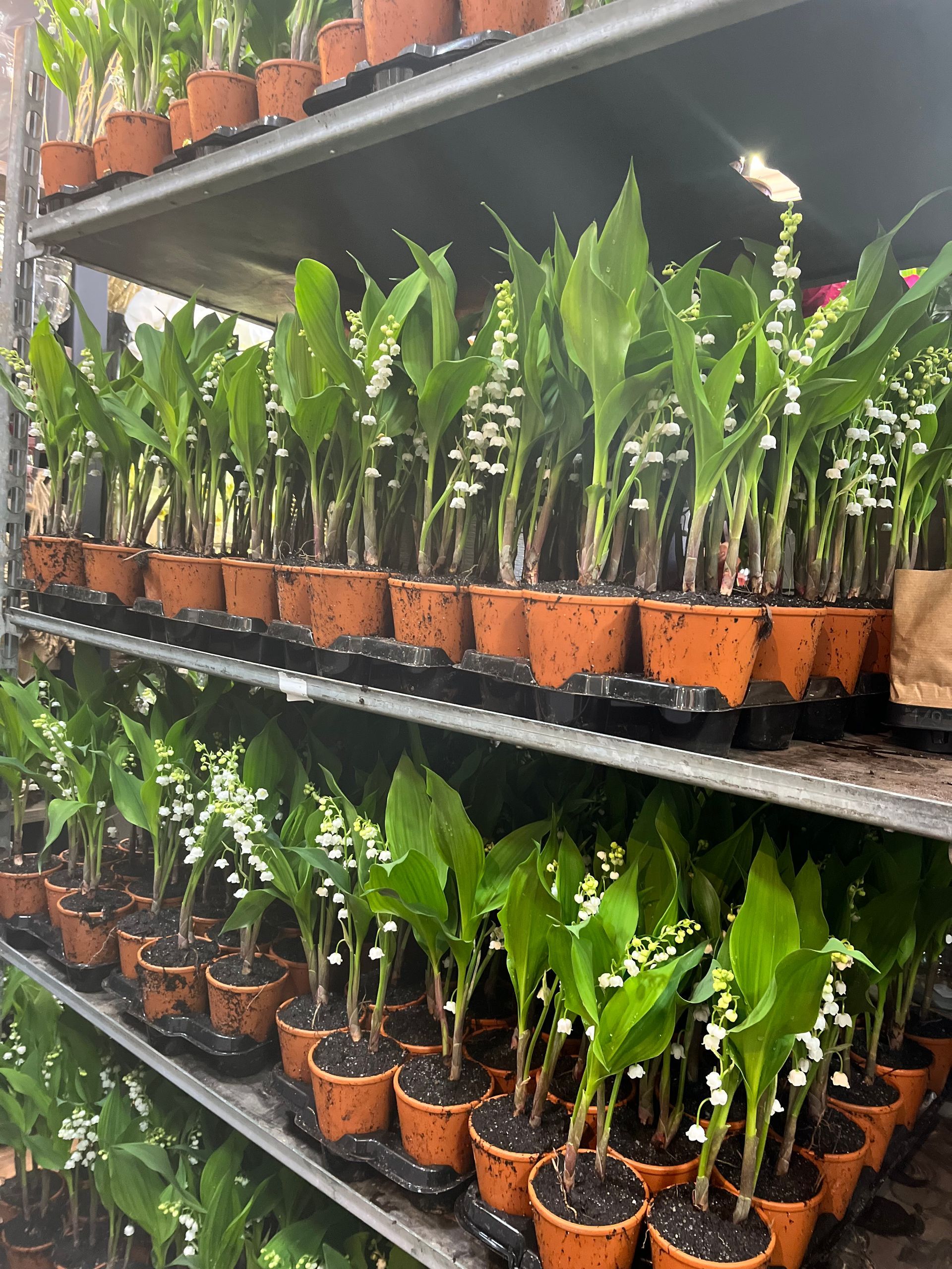 Des rangées de plantes vertes en pot sur des étagères noires dans une serre de pépinière.