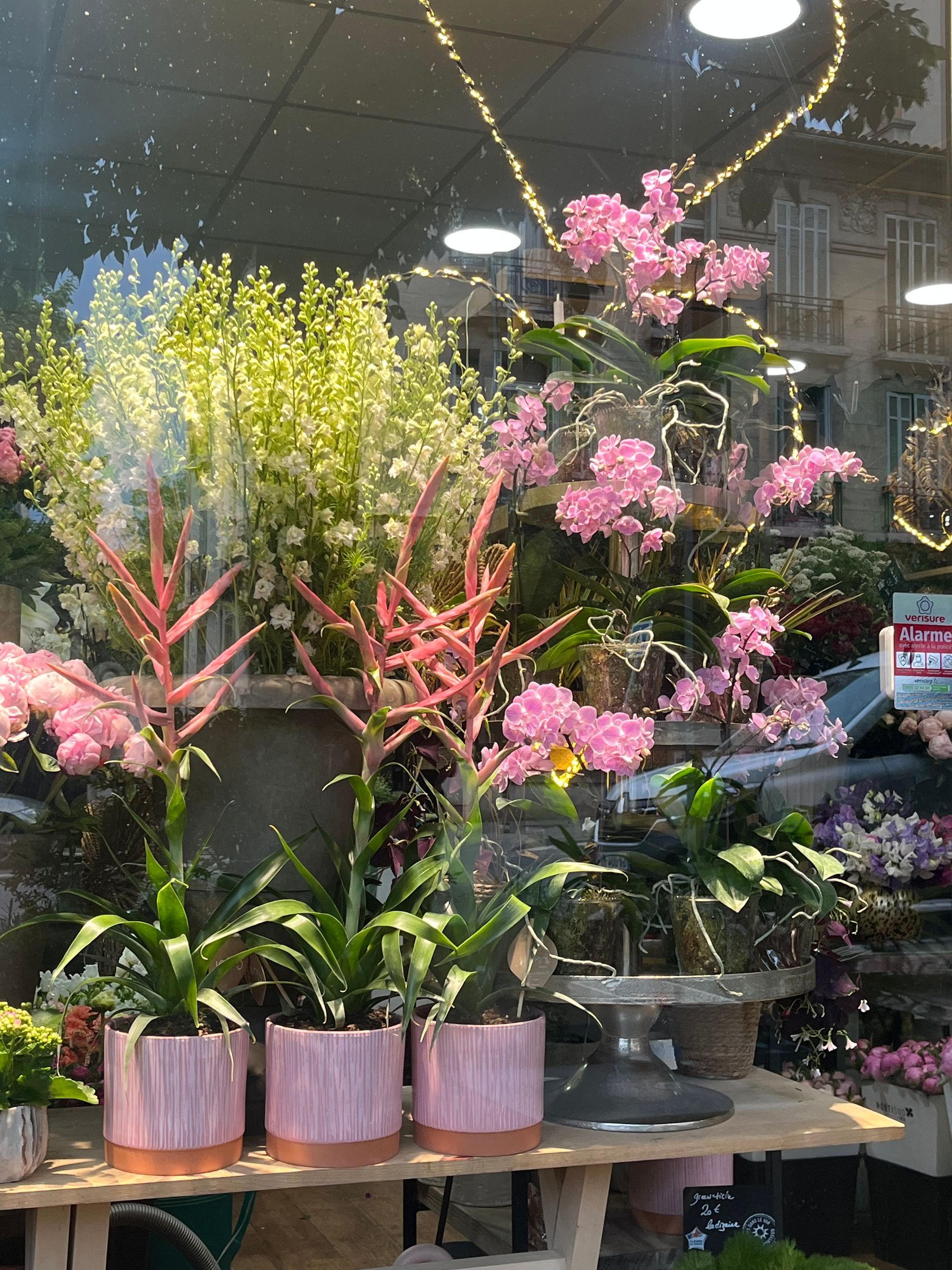 Des orchidées en pot et des fleurs roses sont exposées sur une étagère dans un magasin qui ressemble à une serre.