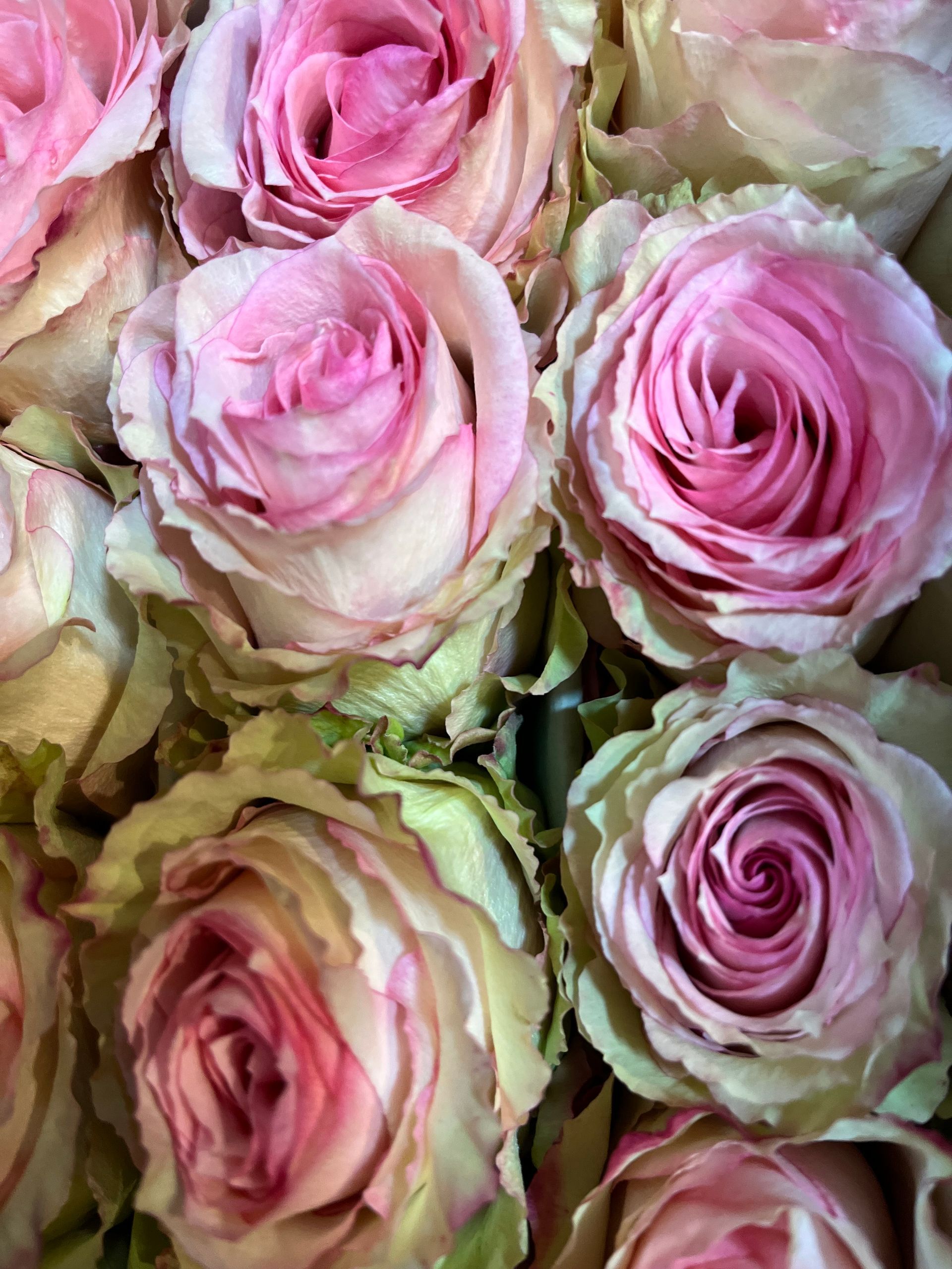 Gros plan sur des roses rose pâle aux pétales superposés et aux bords verts.