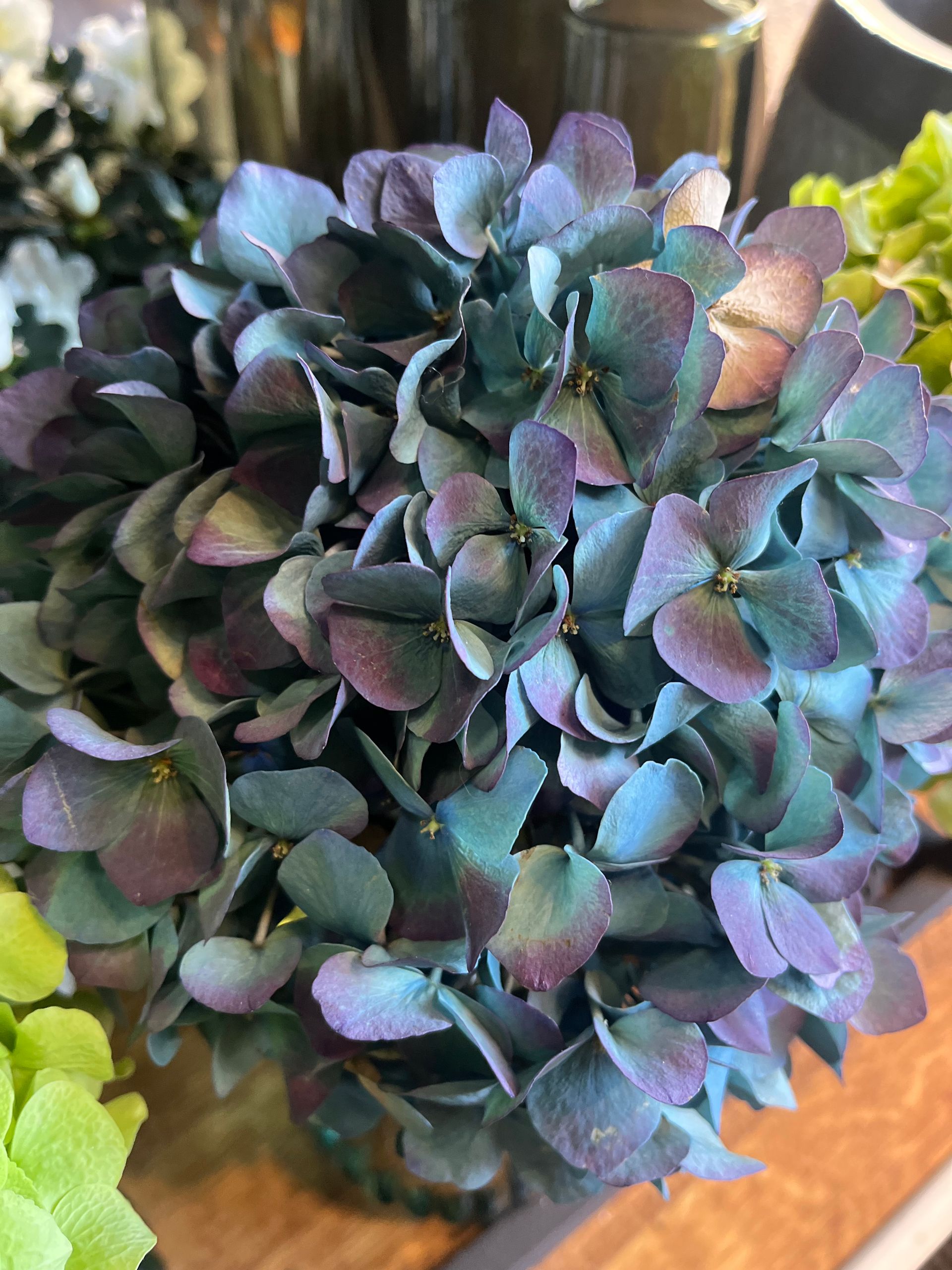 Gros plan sur un bouquet de succulentes bleu-vert en pot.