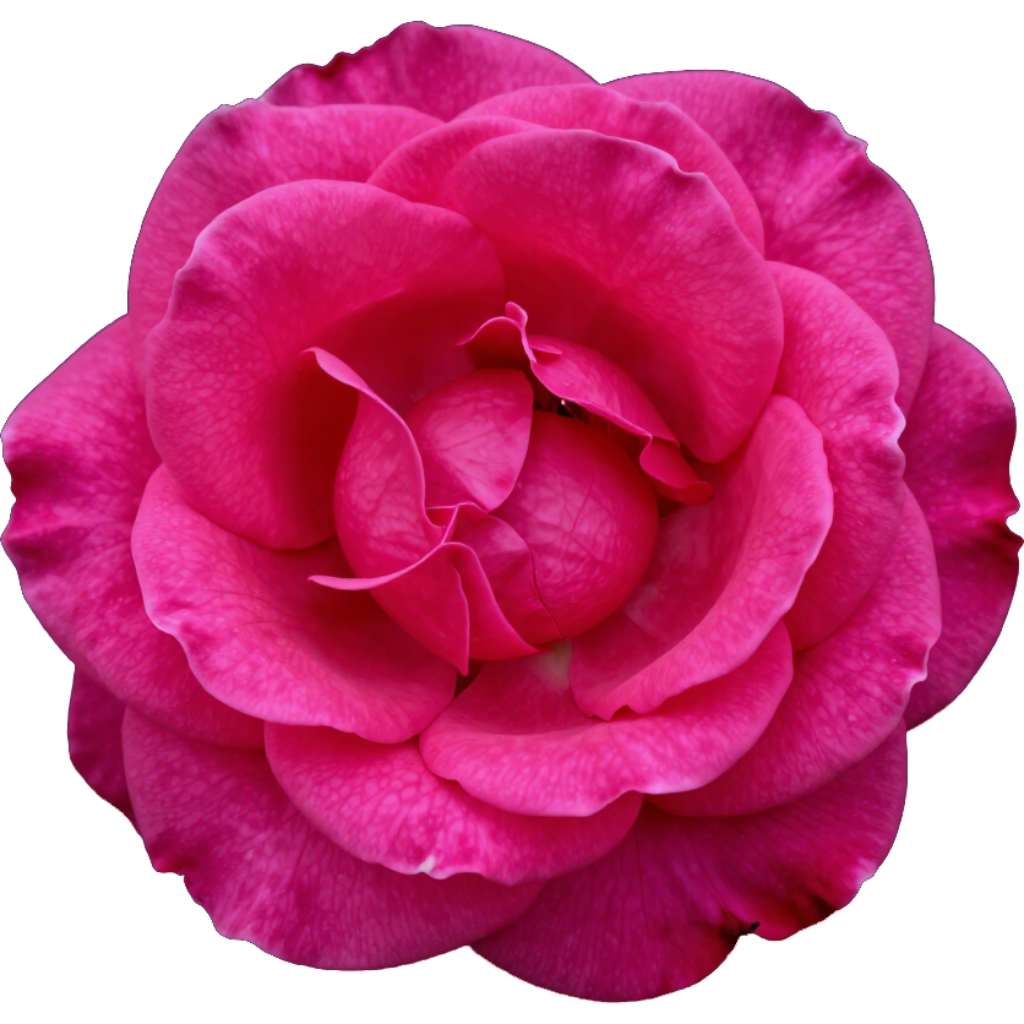 Rose rose vif sur fond blanc.