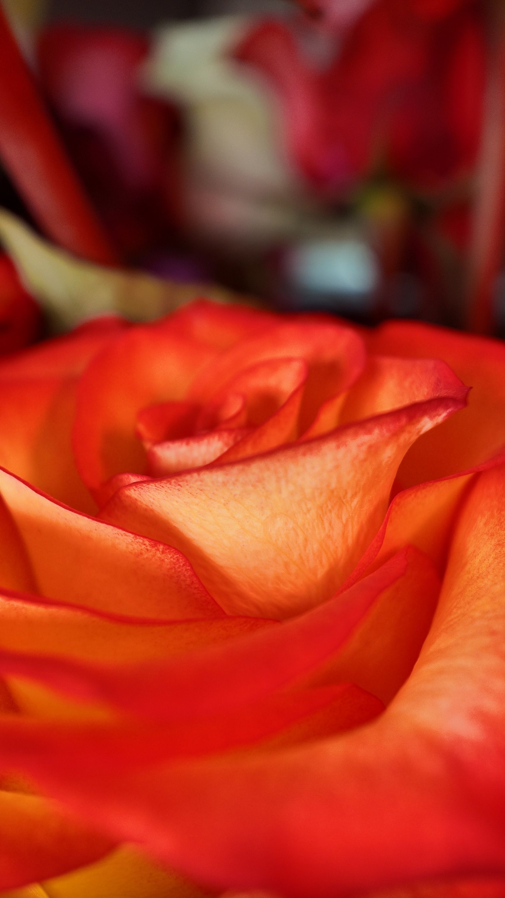 Gros plan d'une rose rouge et orange en pleine floraison sur fond floral flou.
