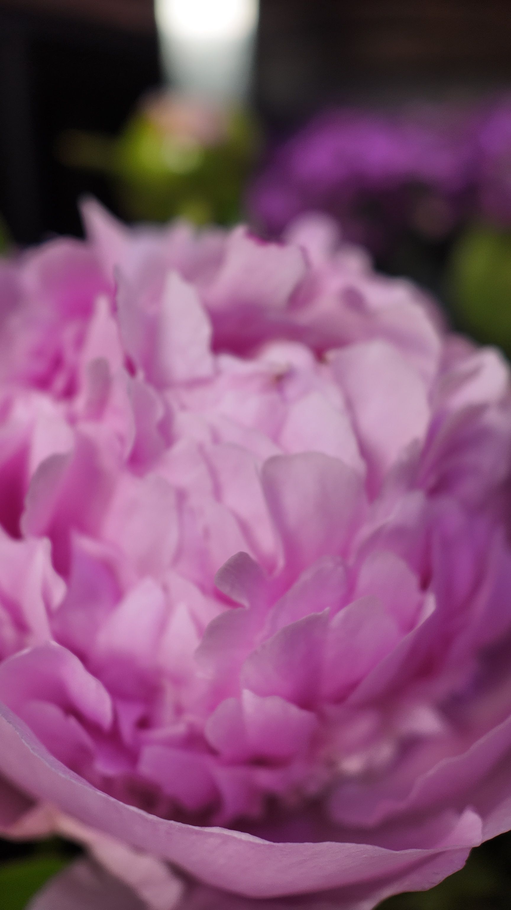 Gros plan d'une pivoine rose en pleine floraison sur fond de jardin flou.