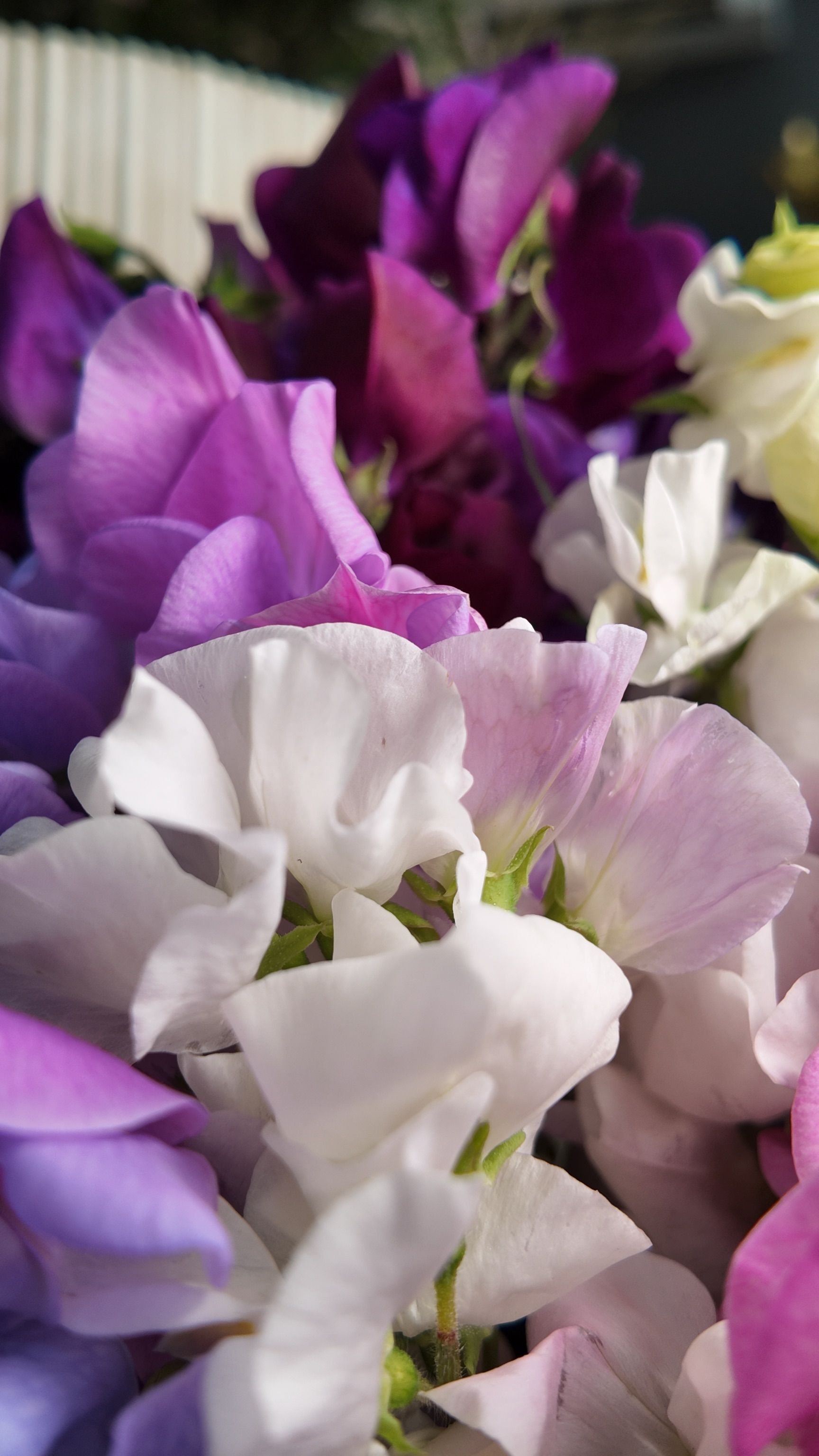 Gros plan sur des fleurs violettes, blanches et roses en flou artistique.
