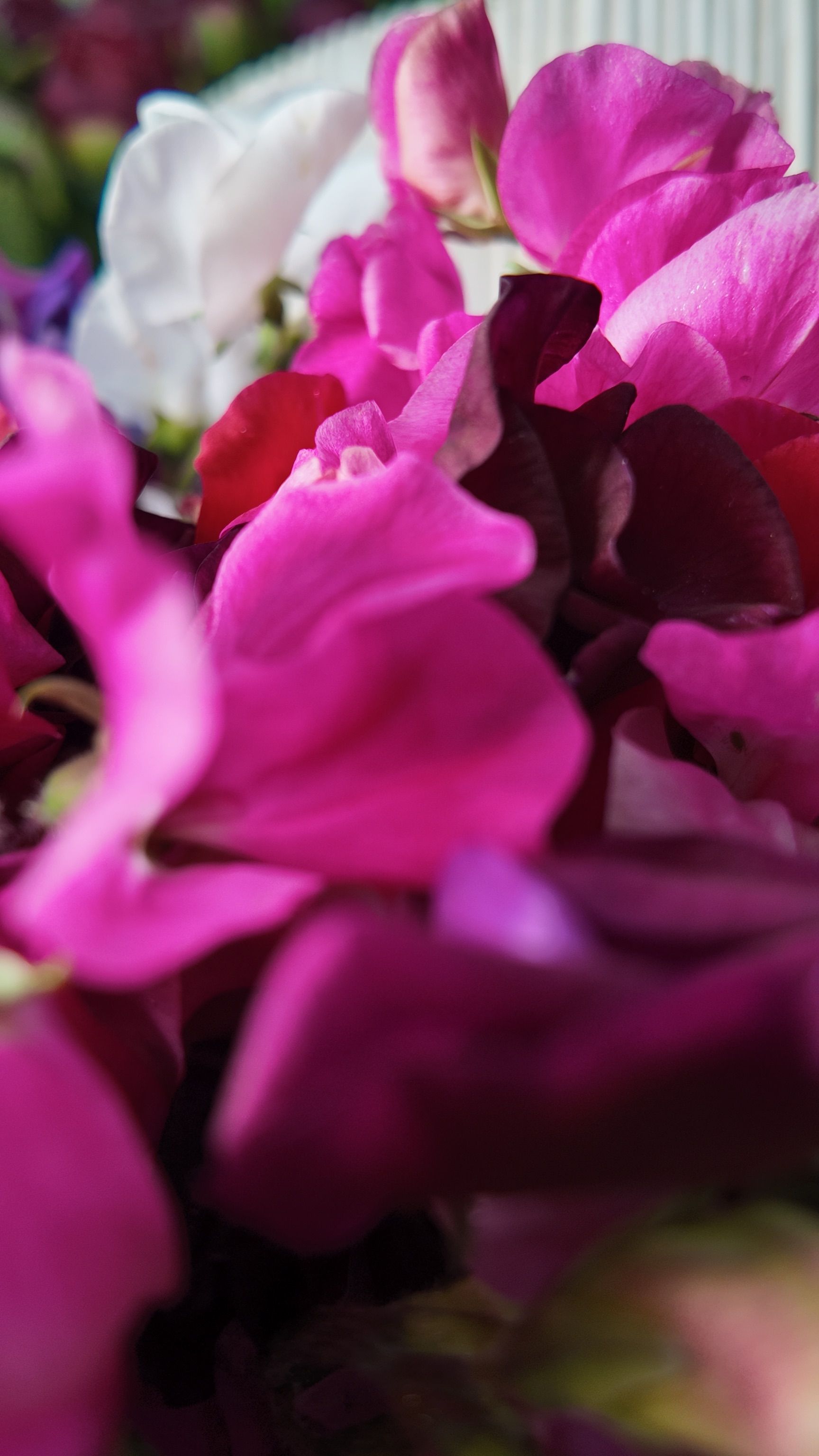 Gros plan sur des pétales de fleurs rose vif et blancs en flou artistique.