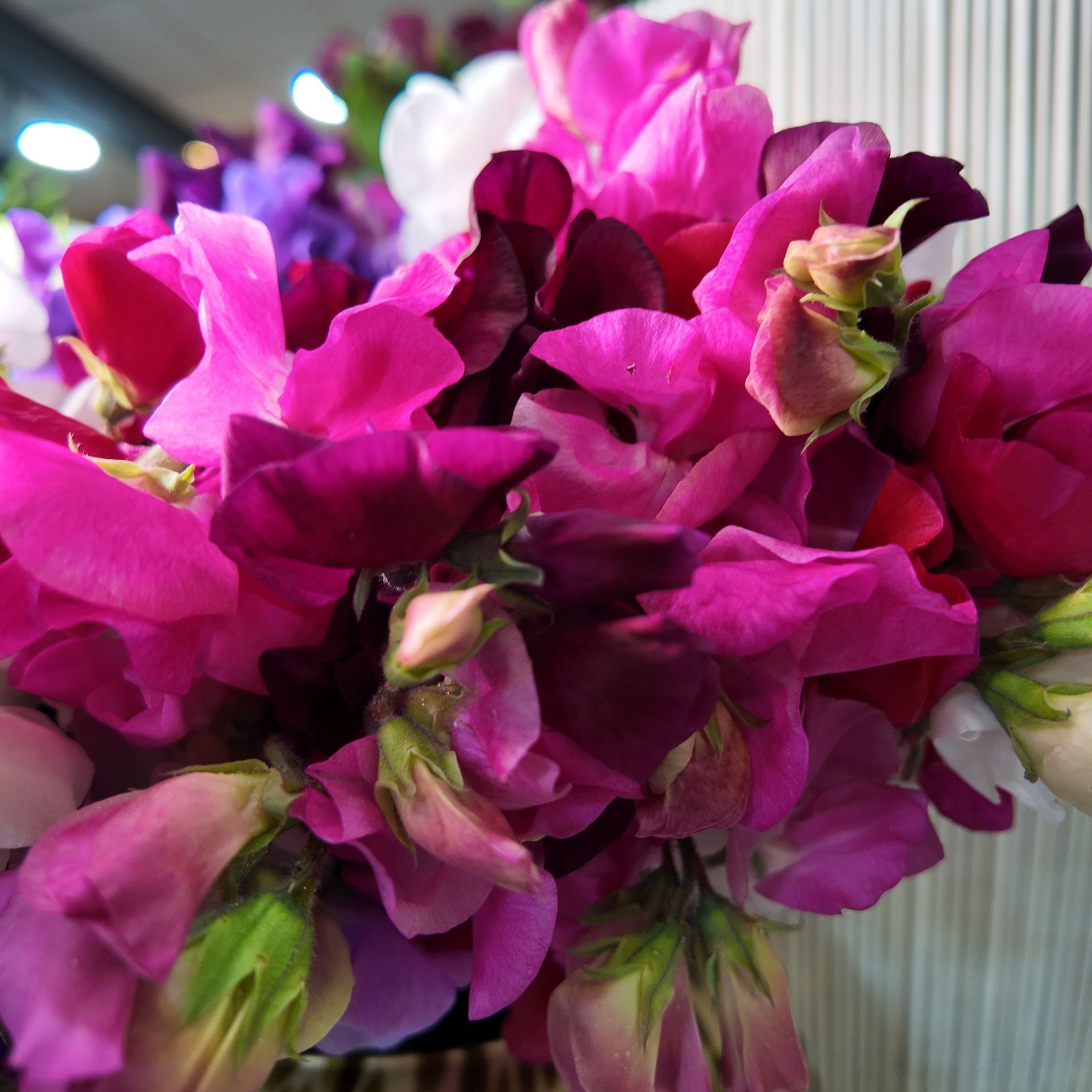 Gros plan sur un bouquet de fleurs rose vif et magenta aux tiges vertes.