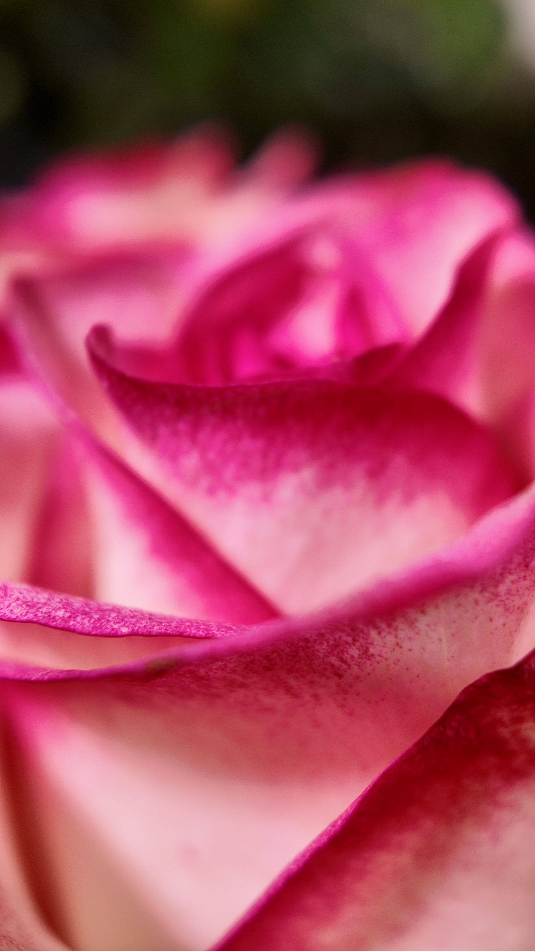 Gros plan d'une rose rose aux pétales superposés et à l'arrière-plan légèrement flou.