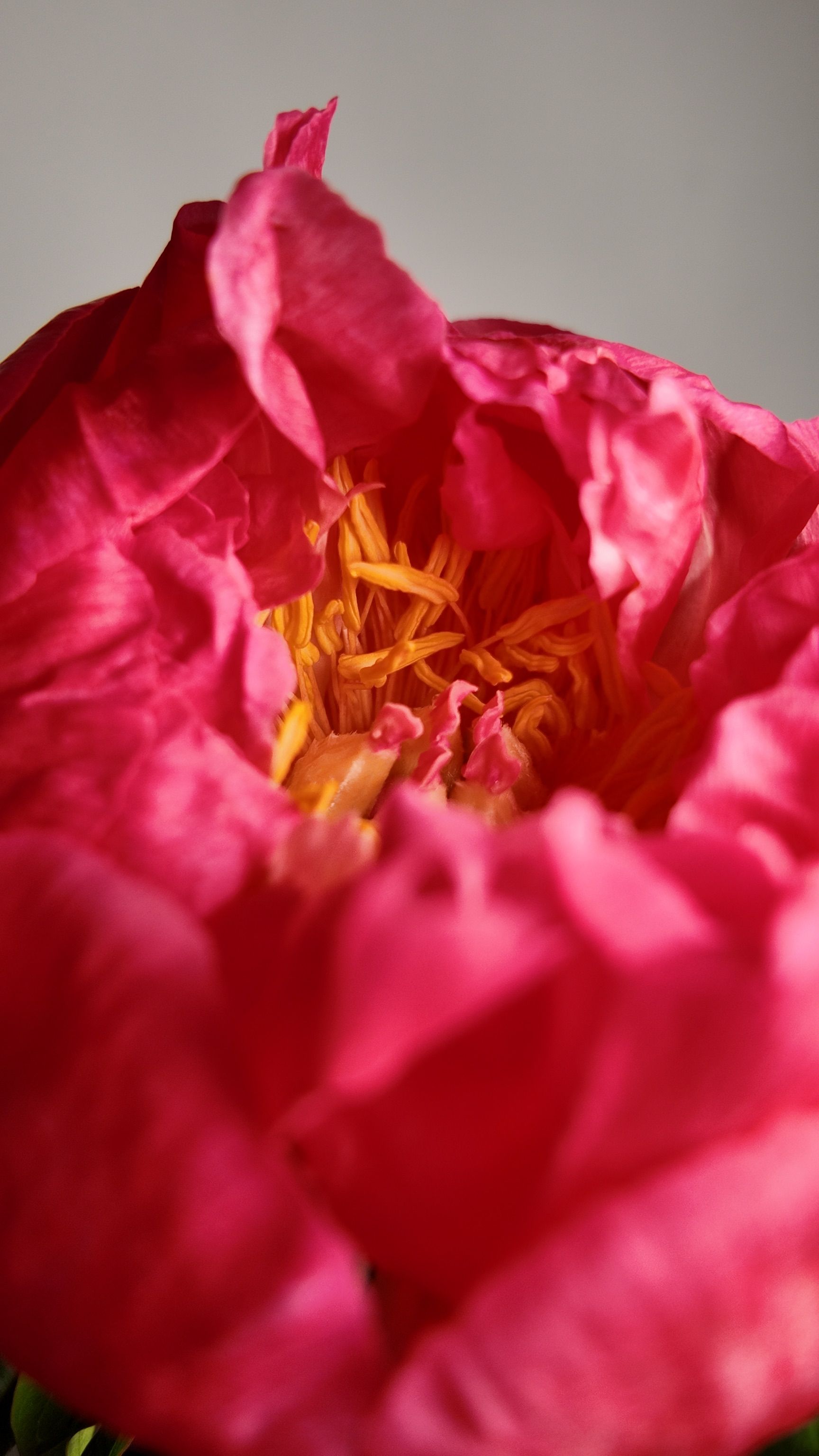 Gros plan d'une fleur rose vif aux pétales frisés et au cœur jaune.