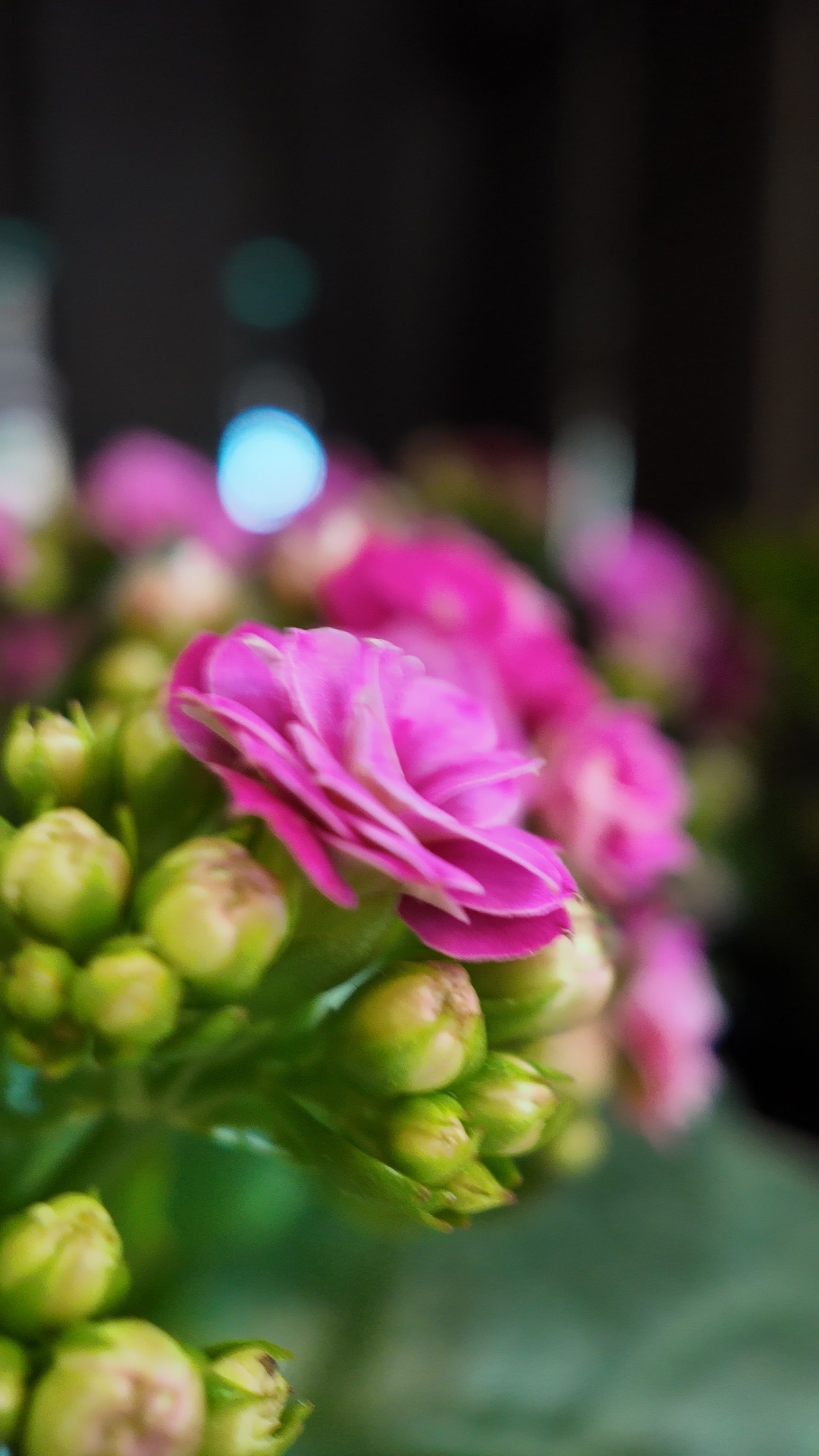 Gros plan sur des boutons de fleurs roses et verts avec un arrière-plan légèrement flou.