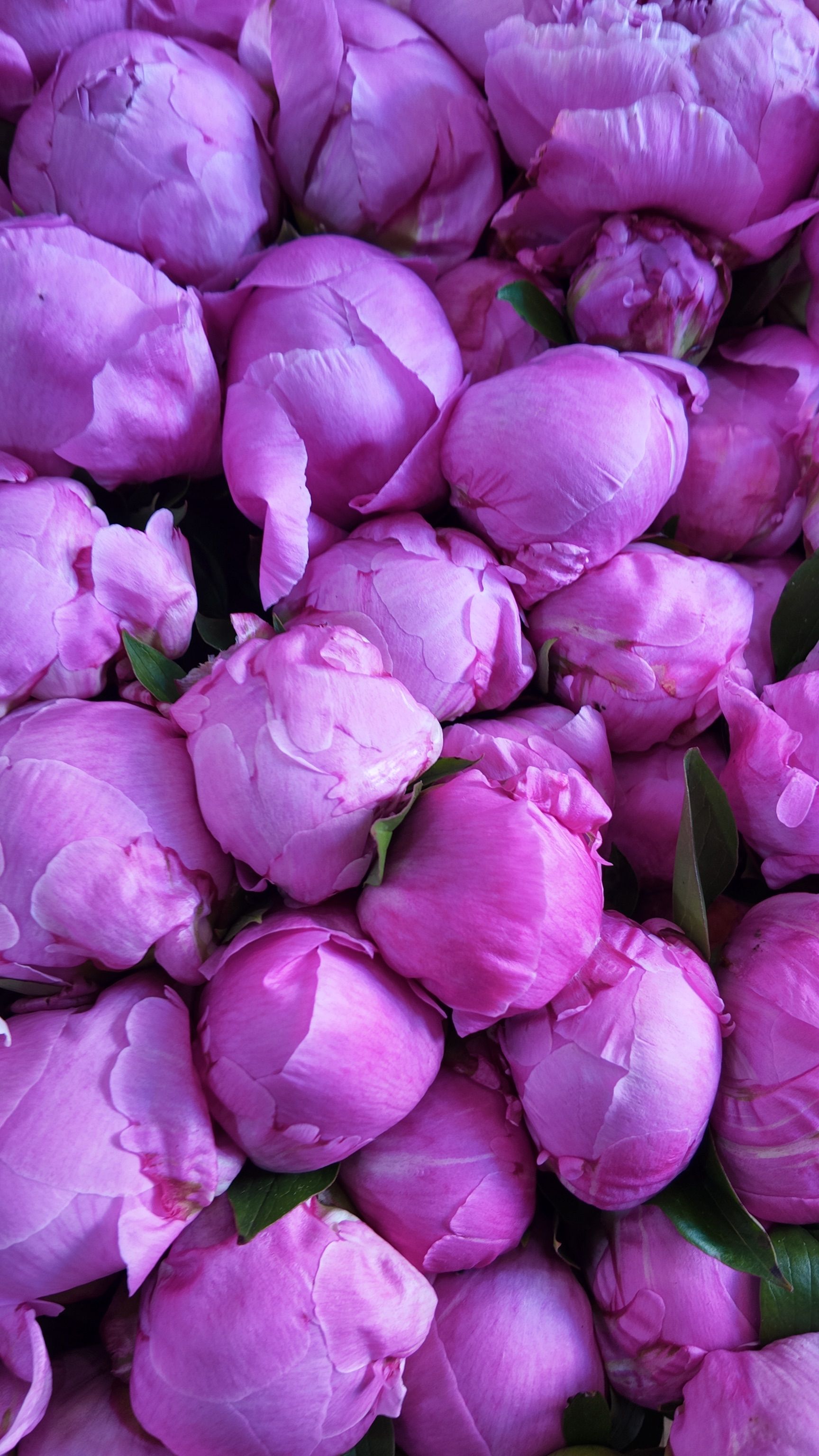Gros plan sur des boutons floraux rose violet très serrés, laissant apparaître quelques feuilles vertes.