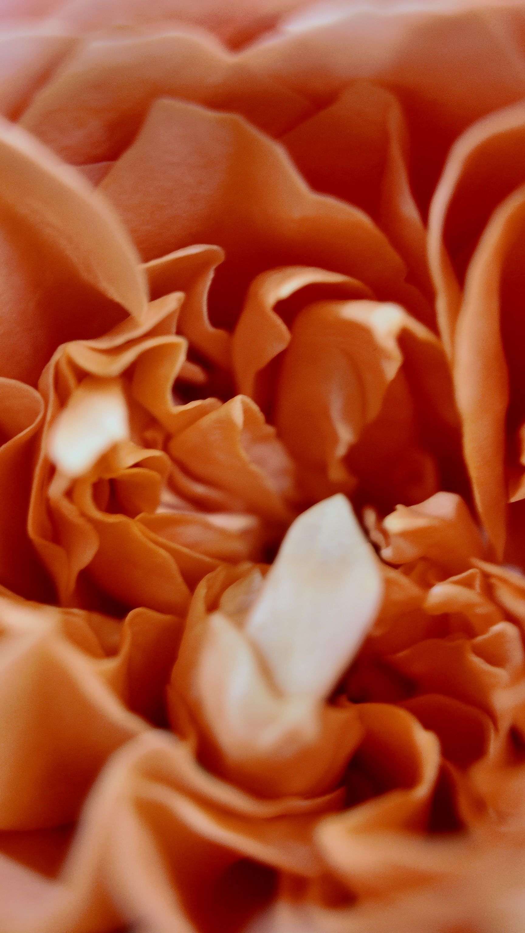 Gros plan sur un bouquet de pétales de fleur orange avec un pétale blanc pâle au centre.