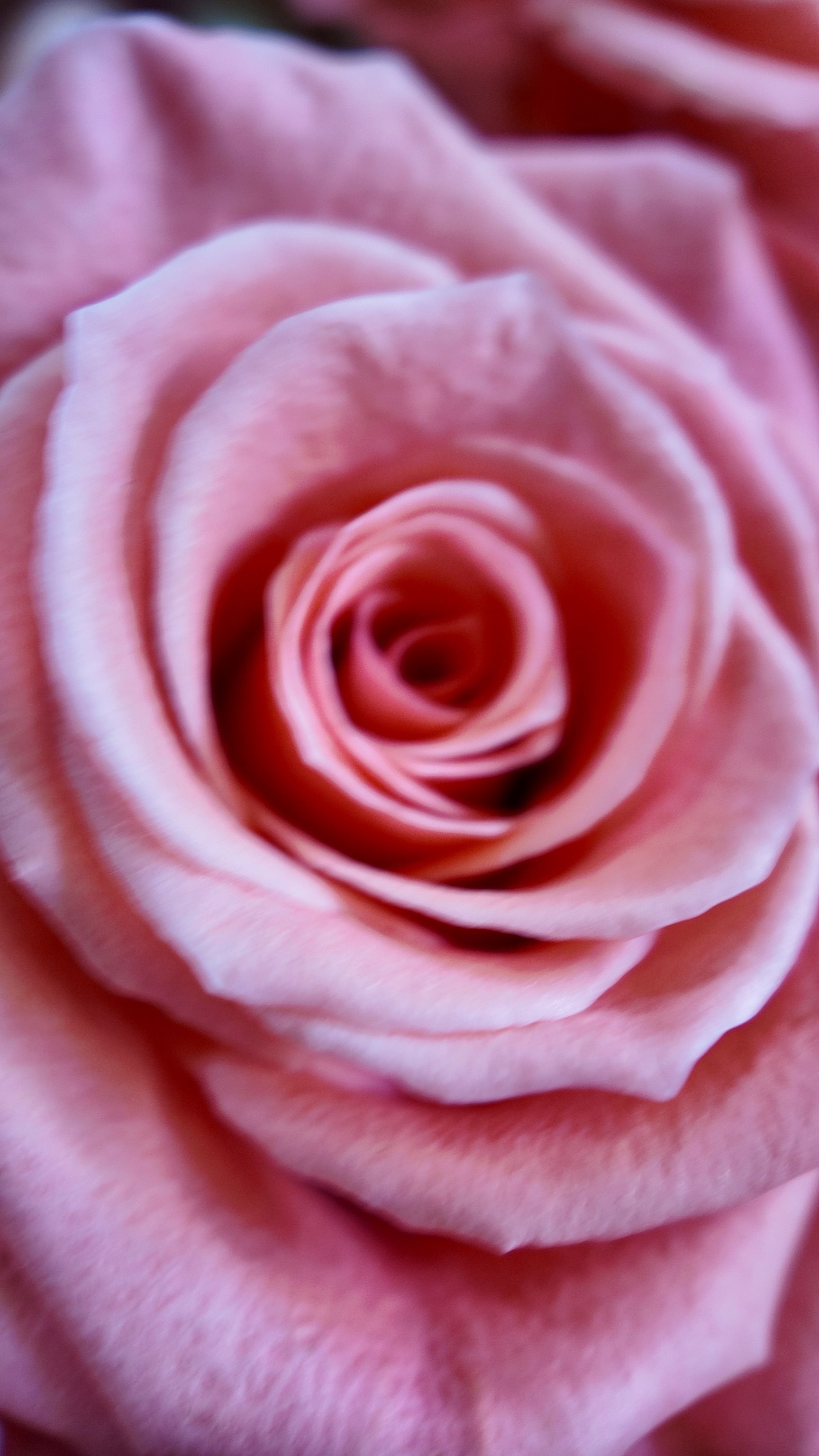 Gros plan sur une rose rose tendre en pleine floraison, aux pétales superposés.