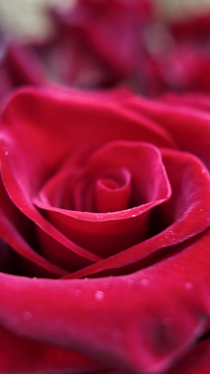 Gros plan sur une rose rose foncé aux pétales superposés et aux gouttes de rosée.