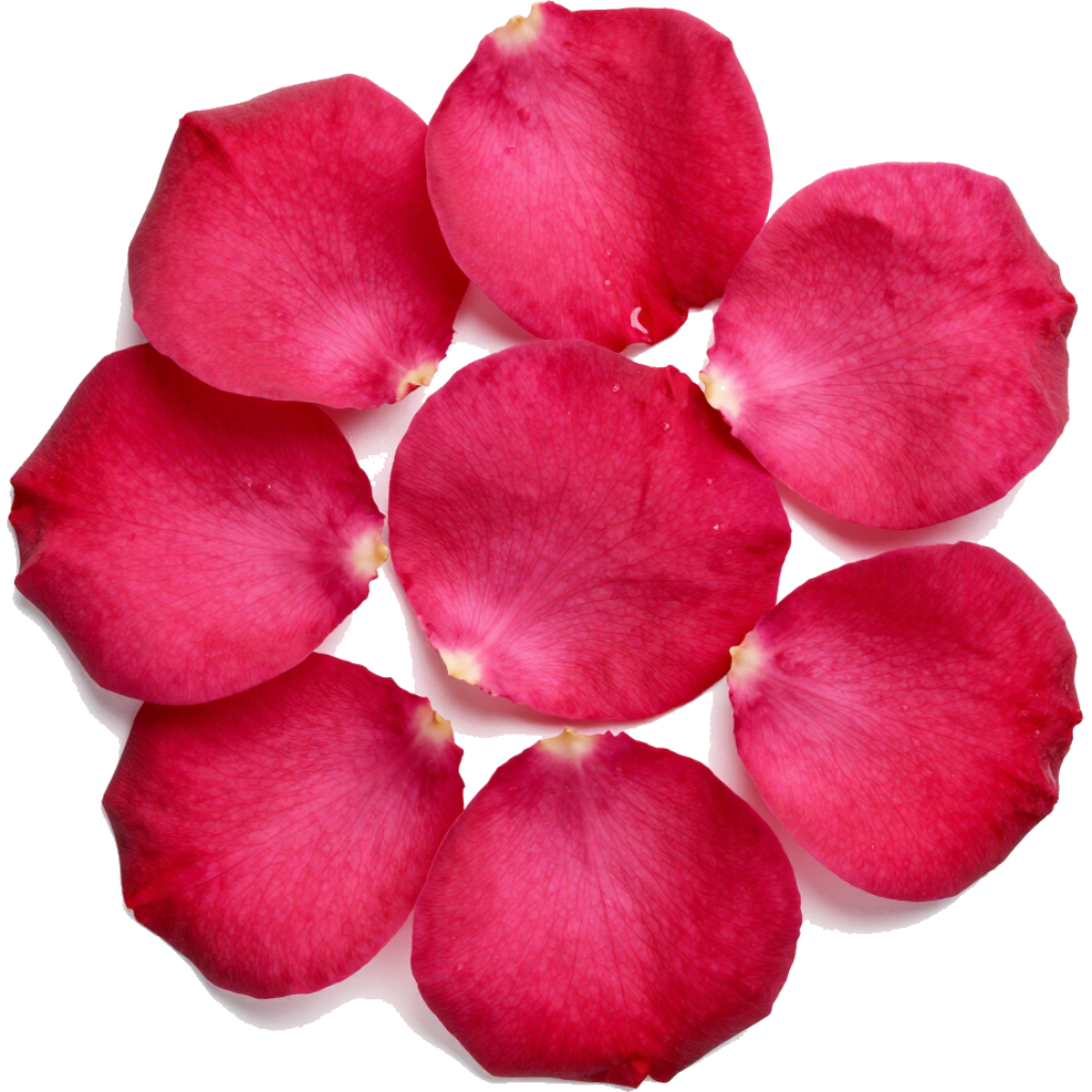 Huit pétales de rose roses disposés en cercle sur fond blanc.