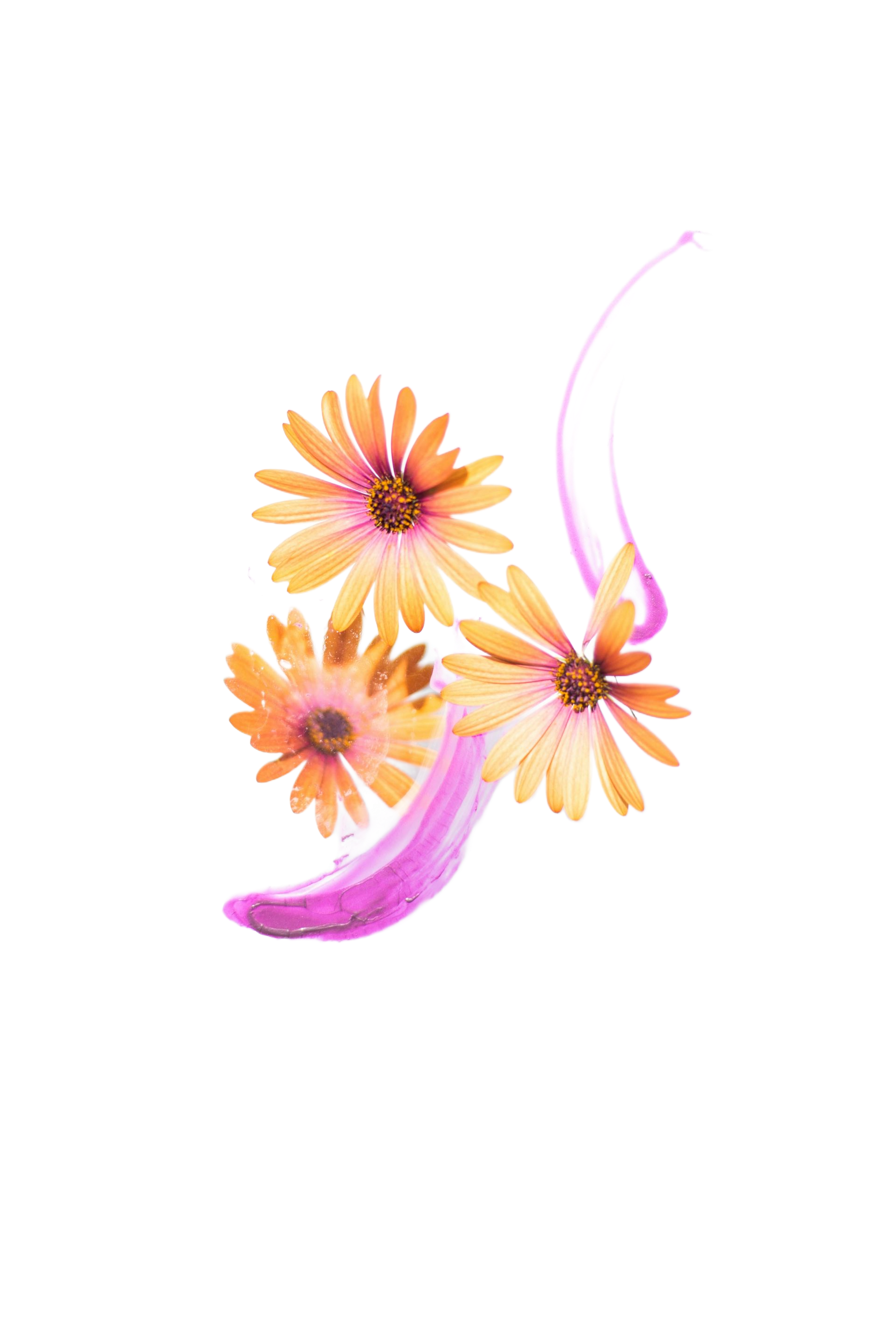 Trois marguerites rose orangé aux volutes roses fluides sur fond blanc.