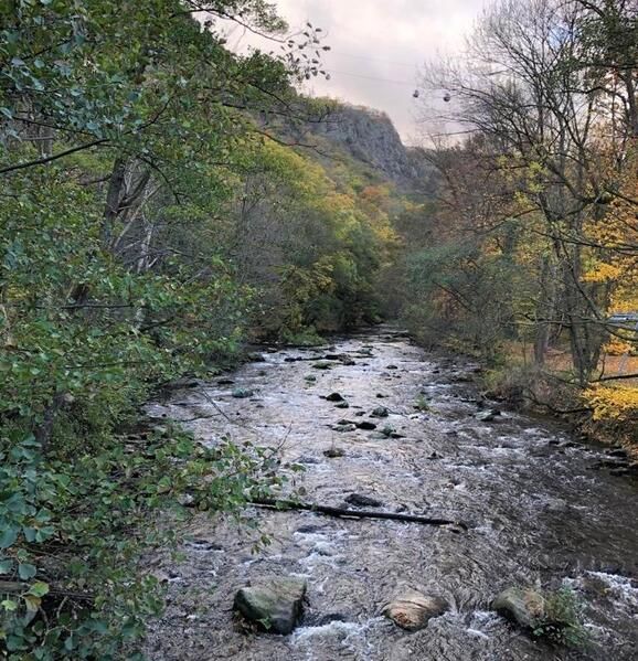 Ein von Bäumen und Felsen umgebener Fluss inmitten eines Waldes.