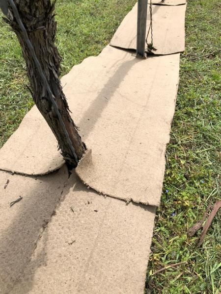 Ein Stück Pappe liegt neben einem Baum auf dem Boden.