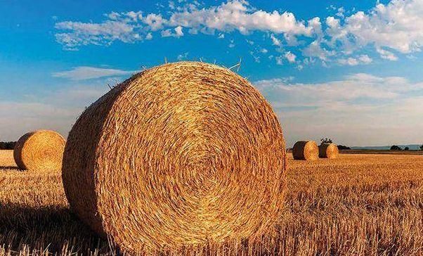 Auf dem Feld liegen viele Heuballen.