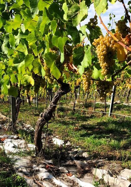 Eine Weintraube, die an einem Weinstock in einem Weinberg hängt.