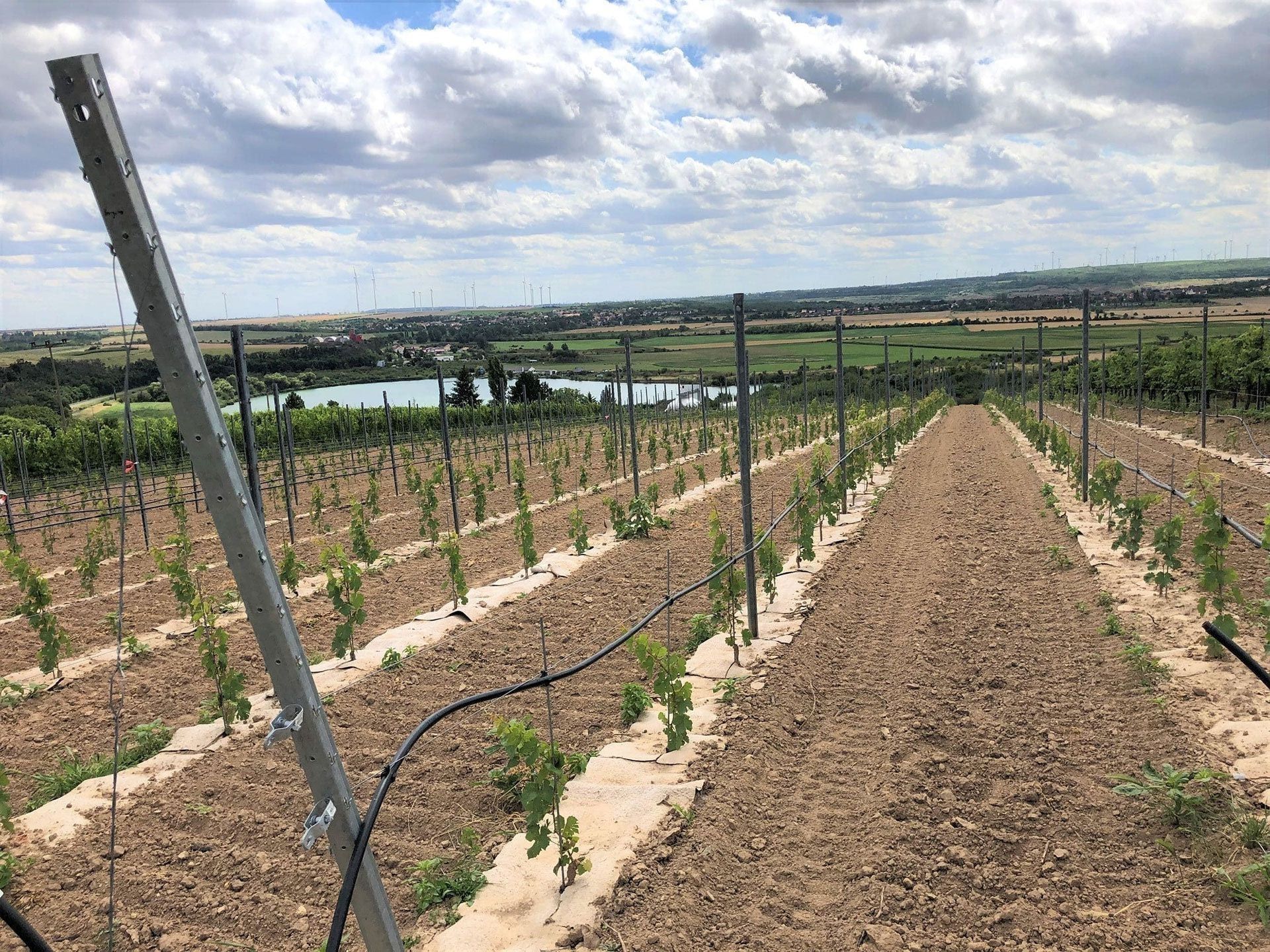 Eine Reihe von Weinreben wächst auf einem Feld mit einem Zaun im Vordergrund.