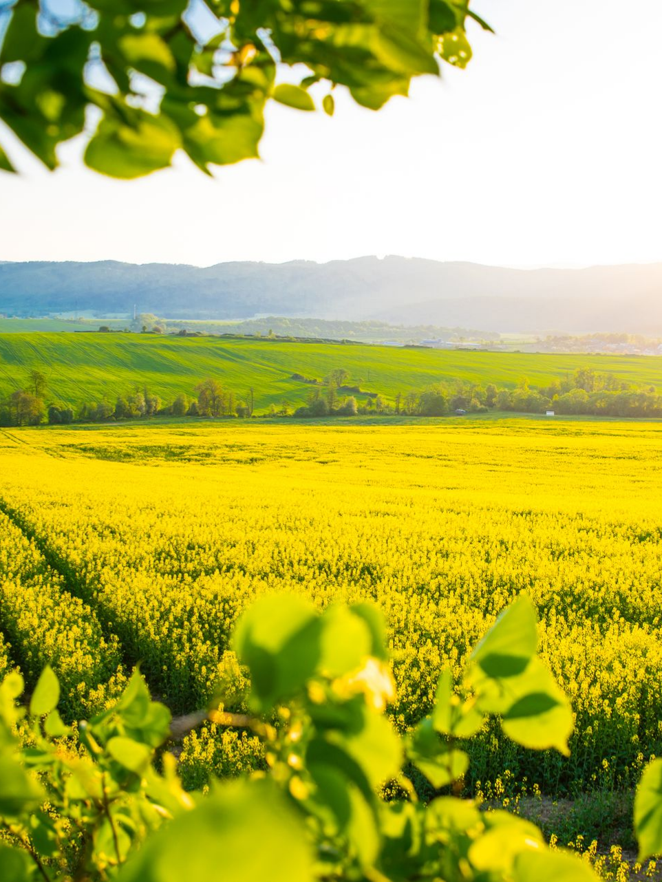 Champ de fleurs jaunes encadré de feuilles vertes, collines vallonnées sous un ciel ensoleillé.