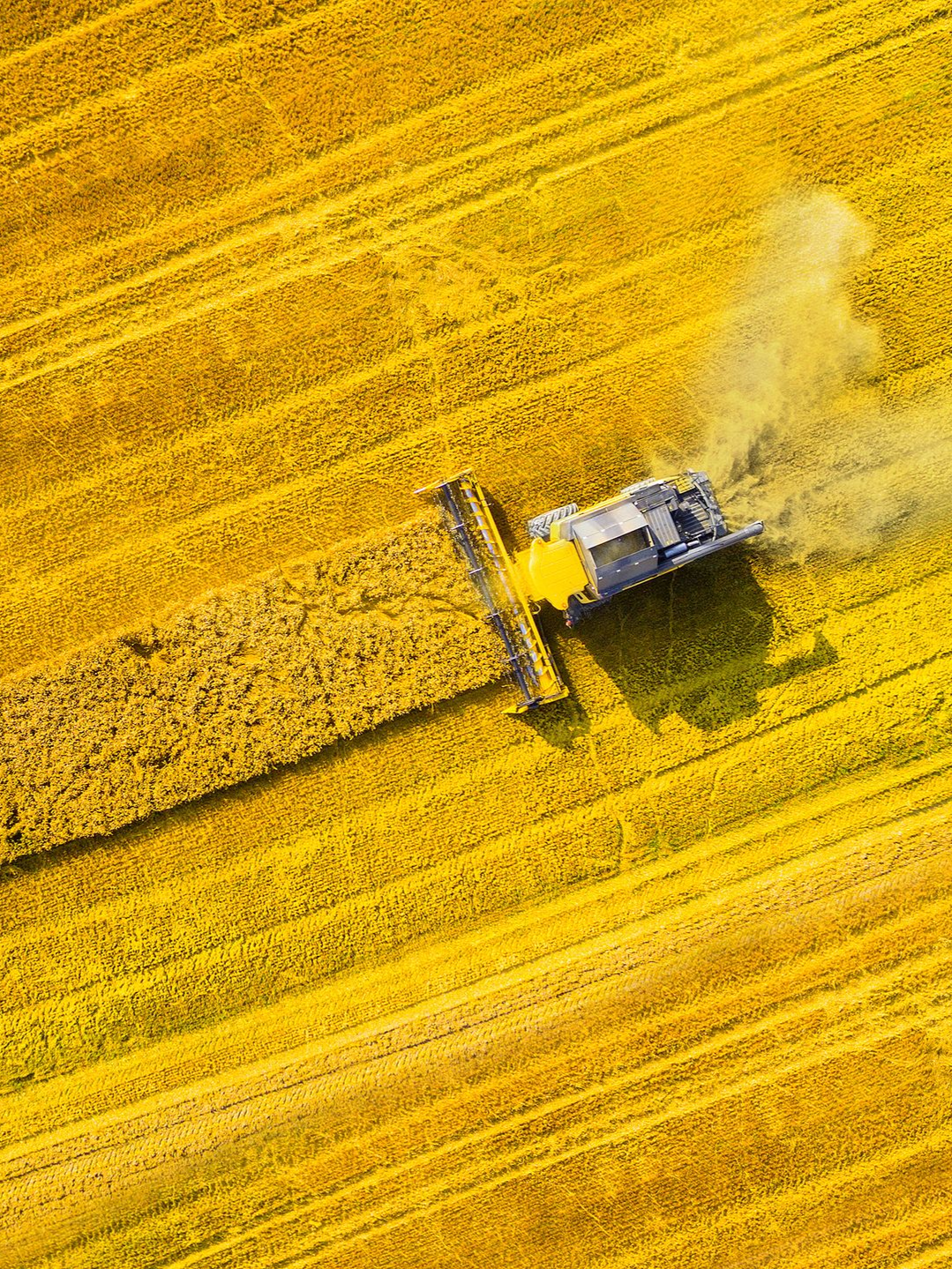 Une moissonneuse-batteuse jaune travaillant dans un champ de colza.