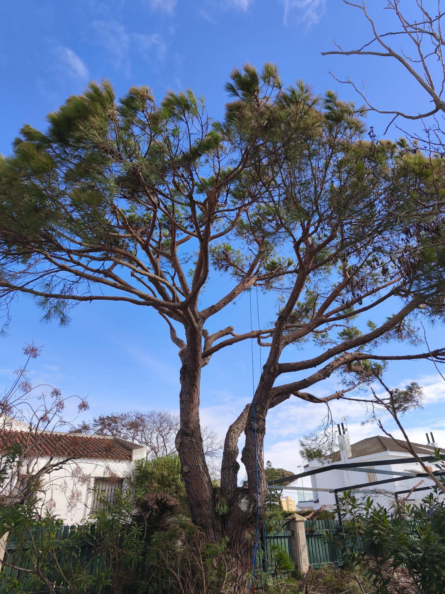Árbol alto con follaje verde poco denso sobre un cielo azul, con edificios al fondo