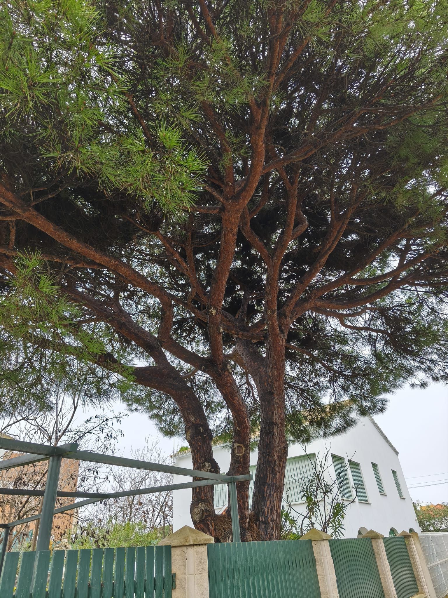 Un gran árbol frondoso junto a un edificio blanco y una cerca en un día nublado