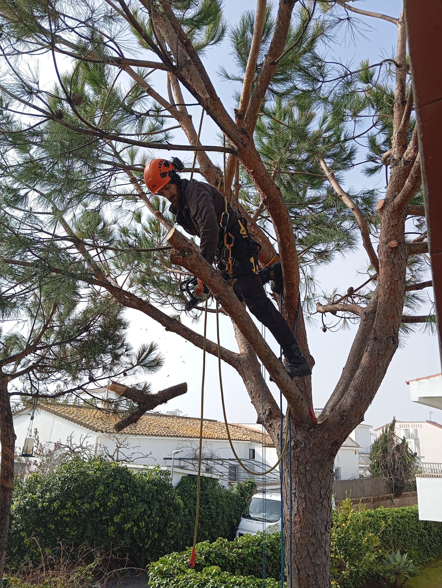 Trabajador con casco naranja podando un árbol alto al aire libre con una motosierra.