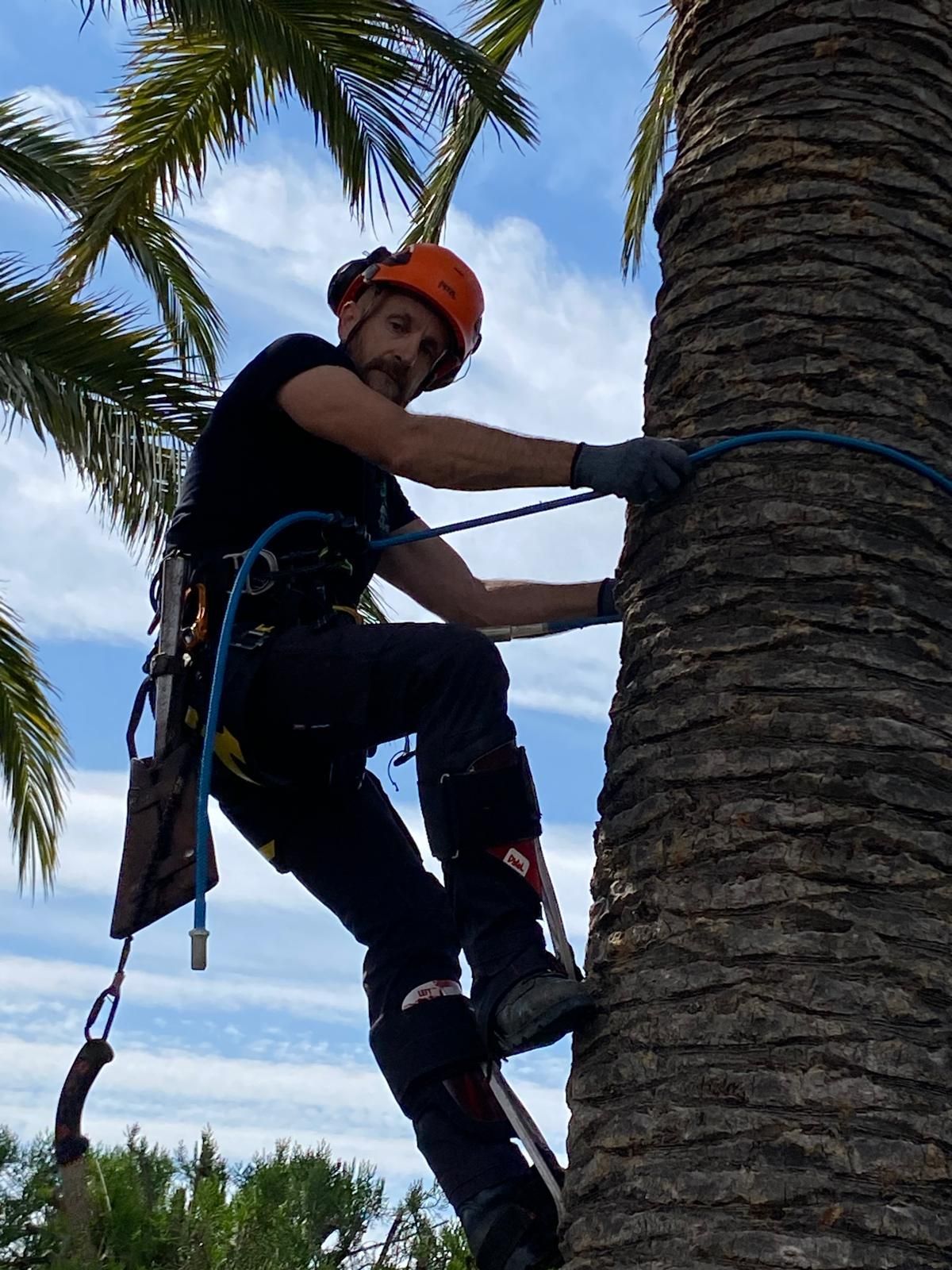 Una persona trepando a una palmera con equipo de seguridad bajo un cielo azul