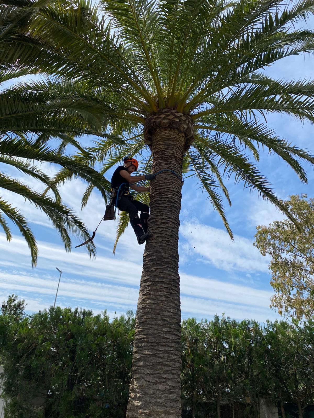 Una persona trepa por una palmera alta, con el cielo azul y setos verdes de fondo